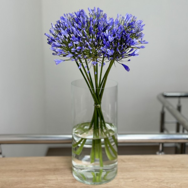 Агапантус синий