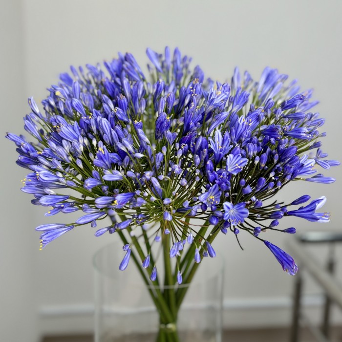 Агапантус синий