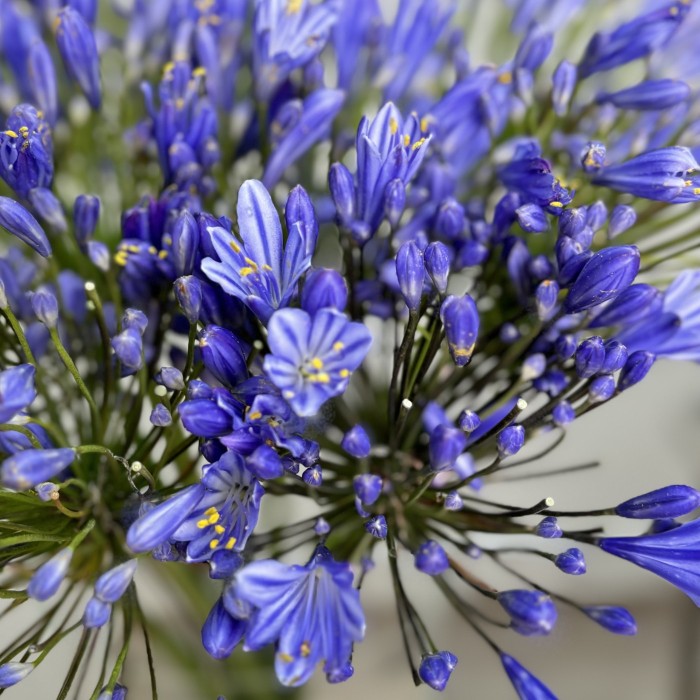 Агапантус синий