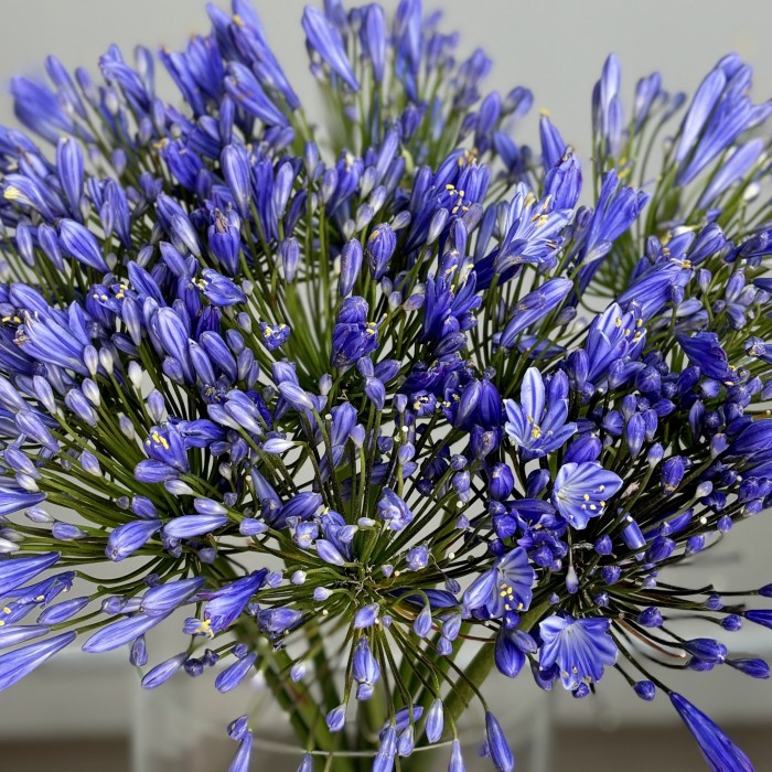 Агапантус синий