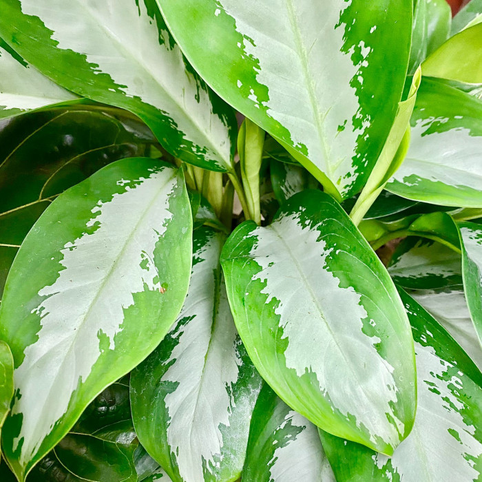 Аглаонема Сильвер Мун