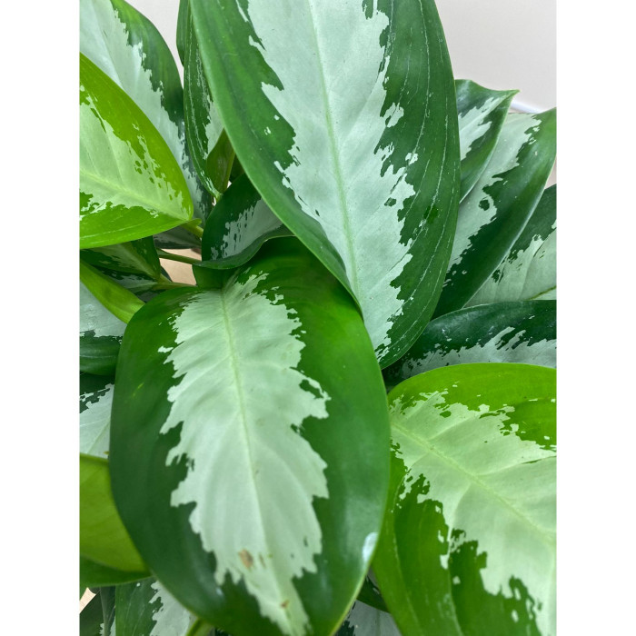 Аглаонема Сильвер Мун
