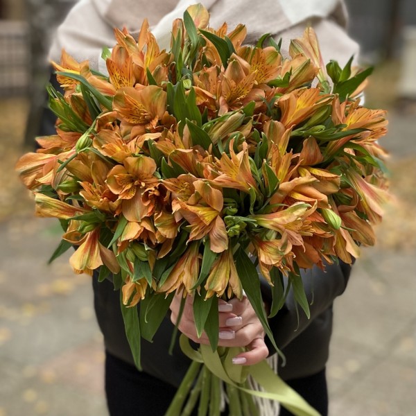 Альстромерия оранжевая