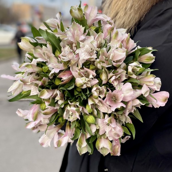 Альстромерия сиреневая