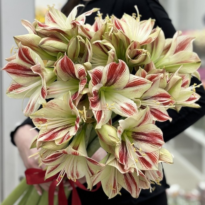 Амариллис бело-красный