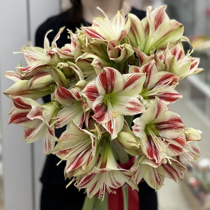 Амариллис бело-красный