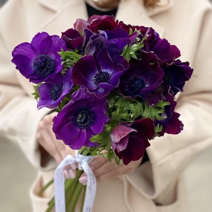 Анемон Фиолетово бордовый