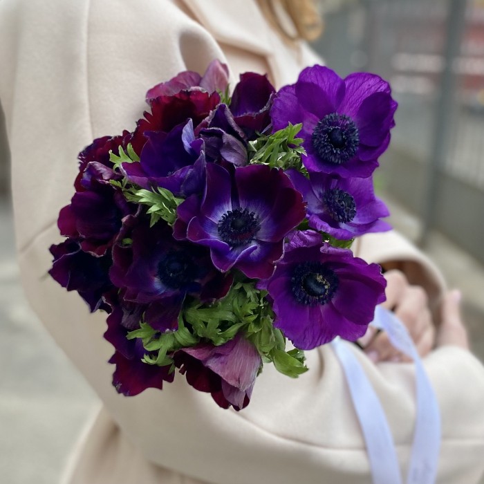 Анемон Фиолетово бордовый