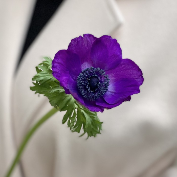 Анемон Фиолетово бордовый