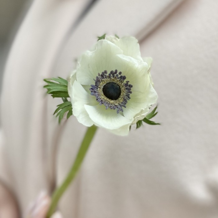 Анемон белый