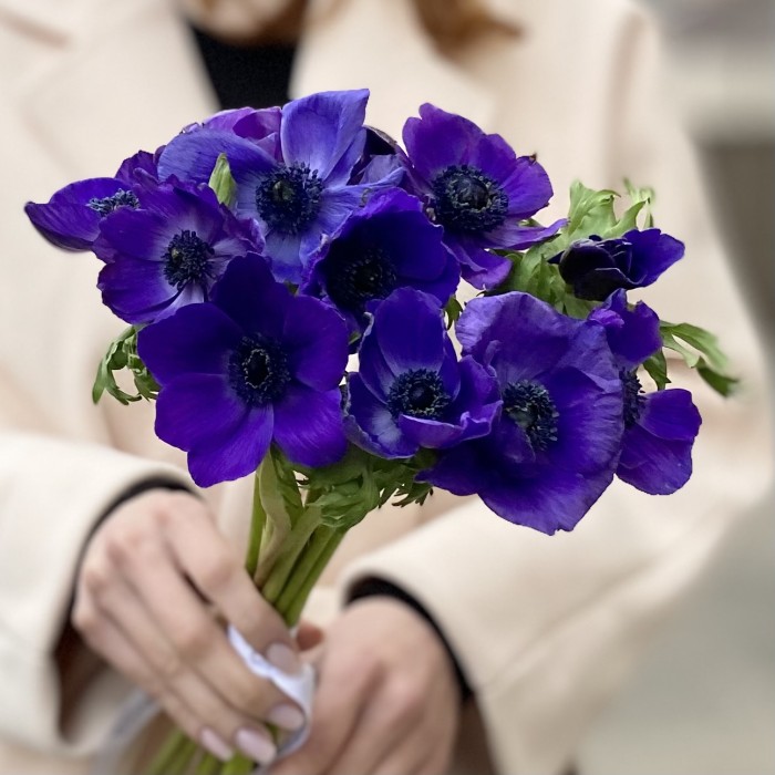 Анемон синий