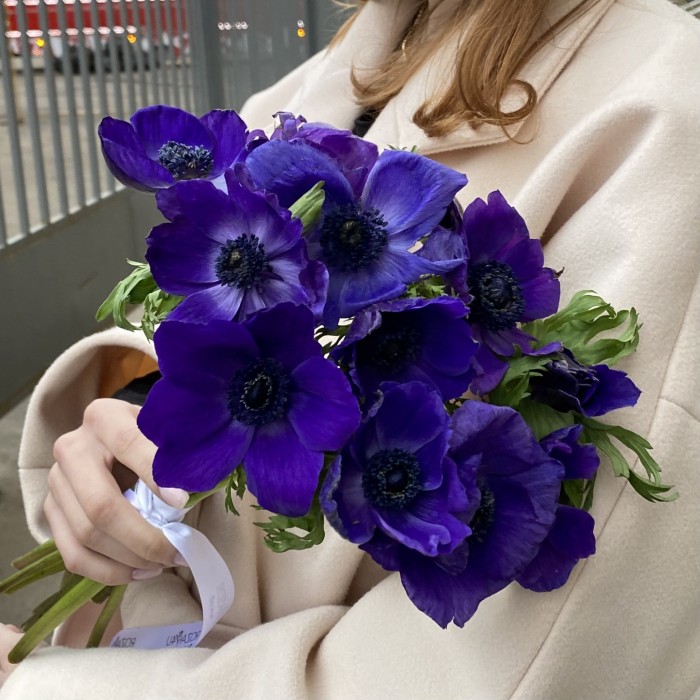 Анемон синий