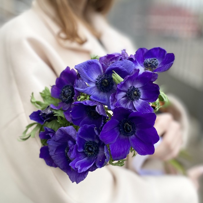 Анемон синий