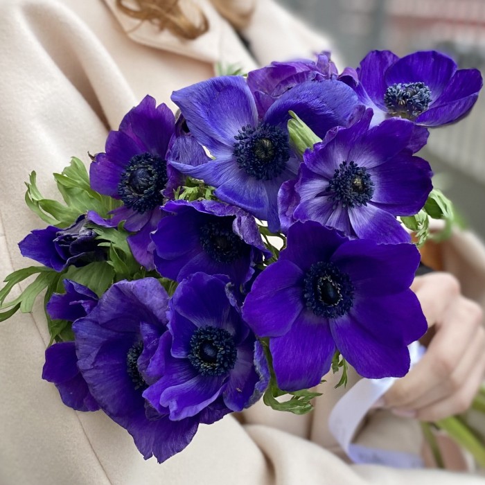 Анемон синий