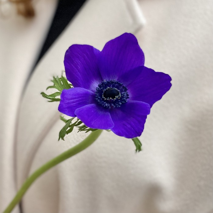 Анемон синий