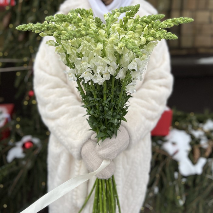 Антиринум белый