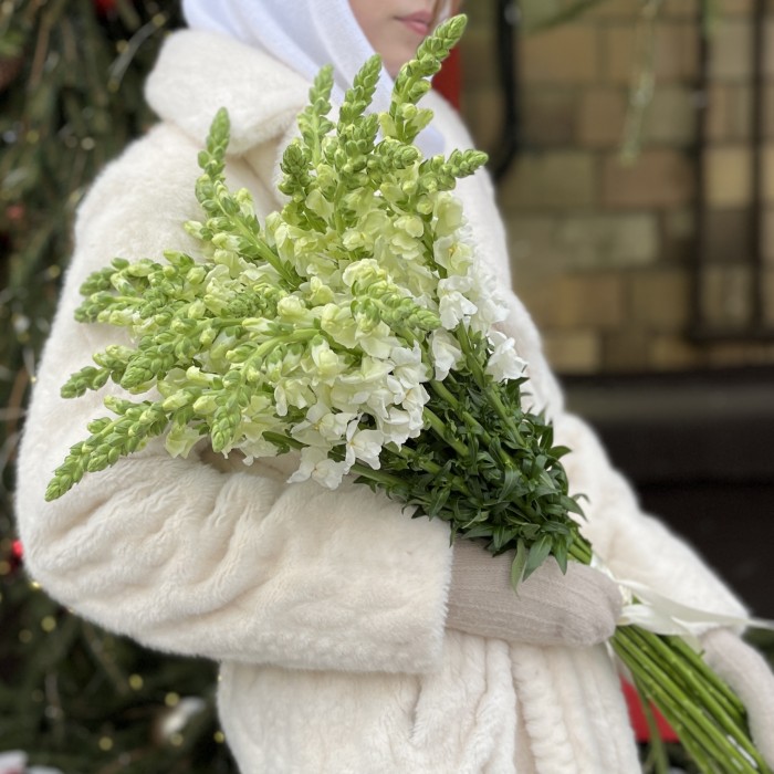 Антиринум белый