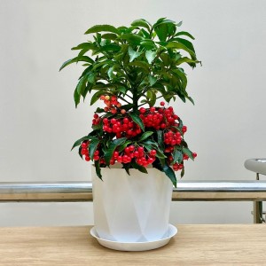 Ардизия Крената