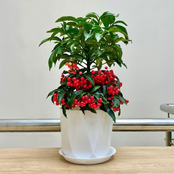 Ардизия Крената