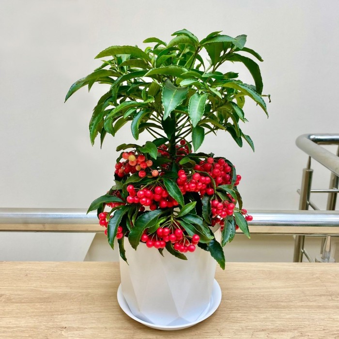 Ардизия Крената