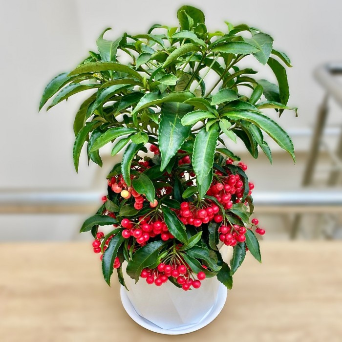 Ардизия Крената