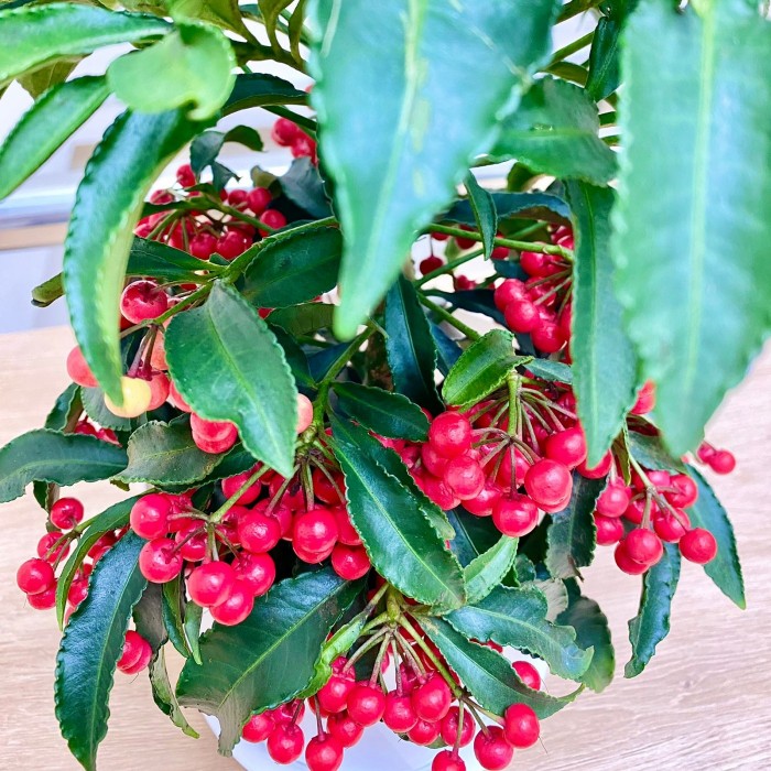 Ардизия Крената