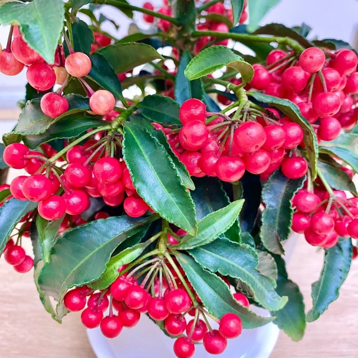 Ардизия Крената