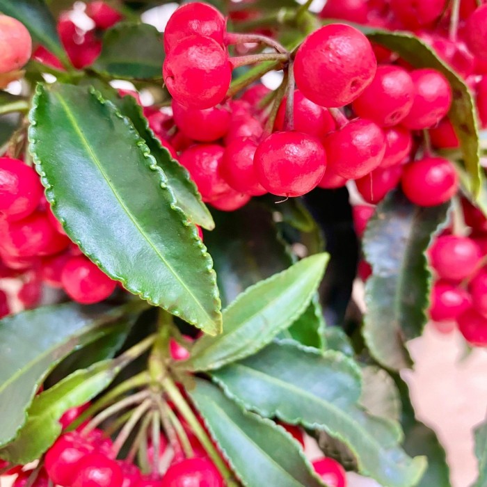 Ардизия Крената