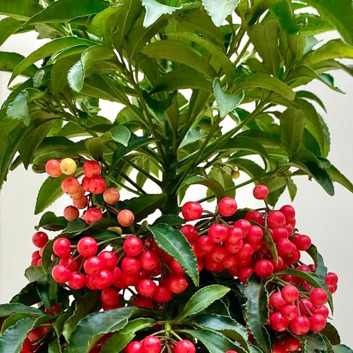 Ардизия Крената