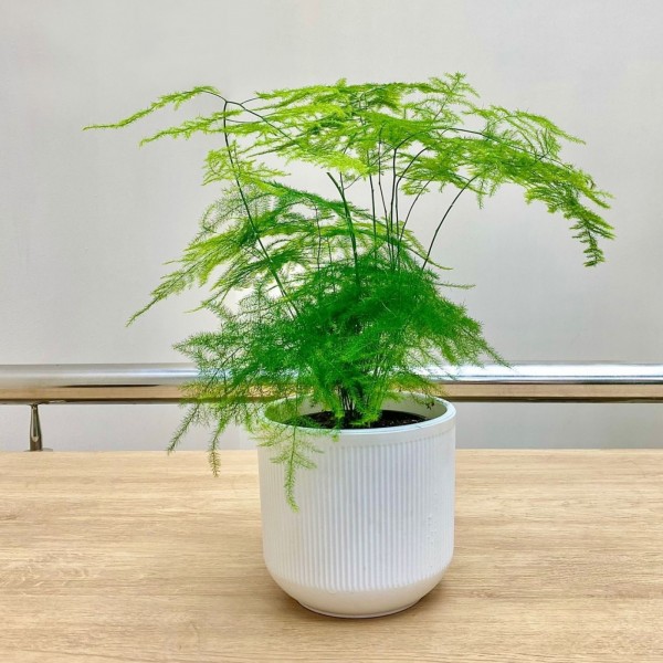 Аспарагус перистый