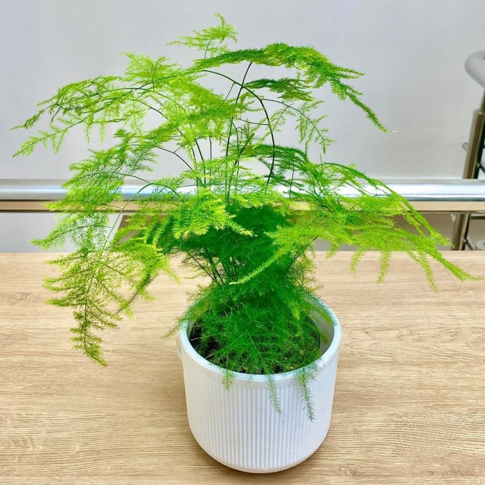 Аспарагус перистый