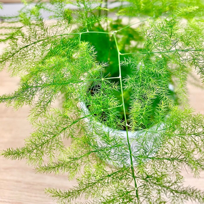 Аспарагус перистый