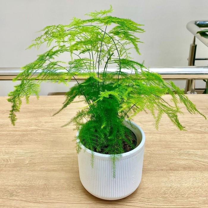 Аспарагус перистый