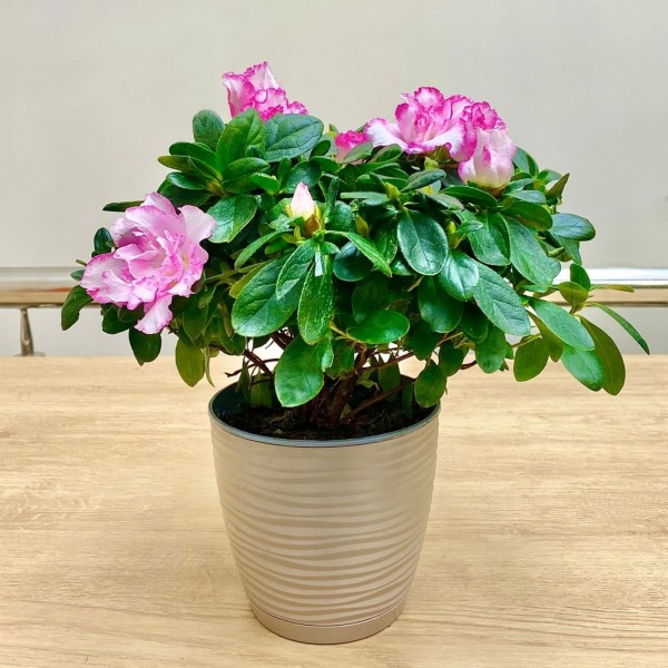 Азалия белая с розовой каймой махровая