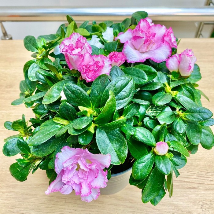 Азалия белая с розовой каймой махровая