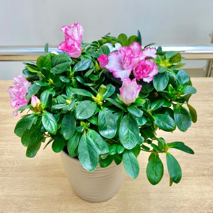 Азалия белая с розовой каймой махровая