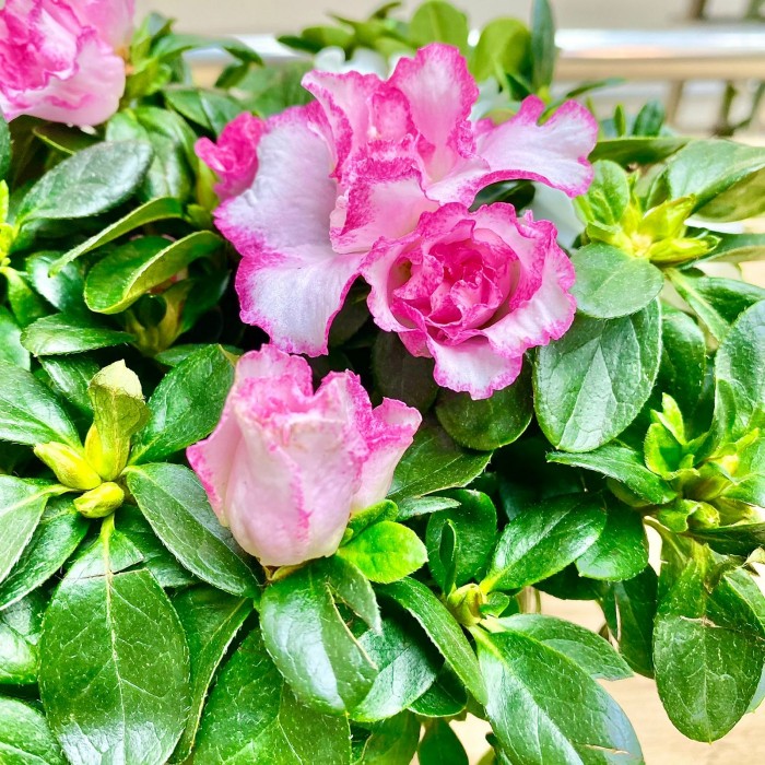 Азалия белая с розовой каймой махровая