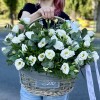 Белая эустома в корзине с эвкалиптом