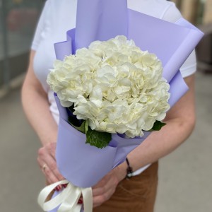 Гортензия Вайт Глиттер в упаковке