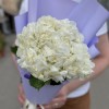 Гортензия Вайт Глиттер в упаковке