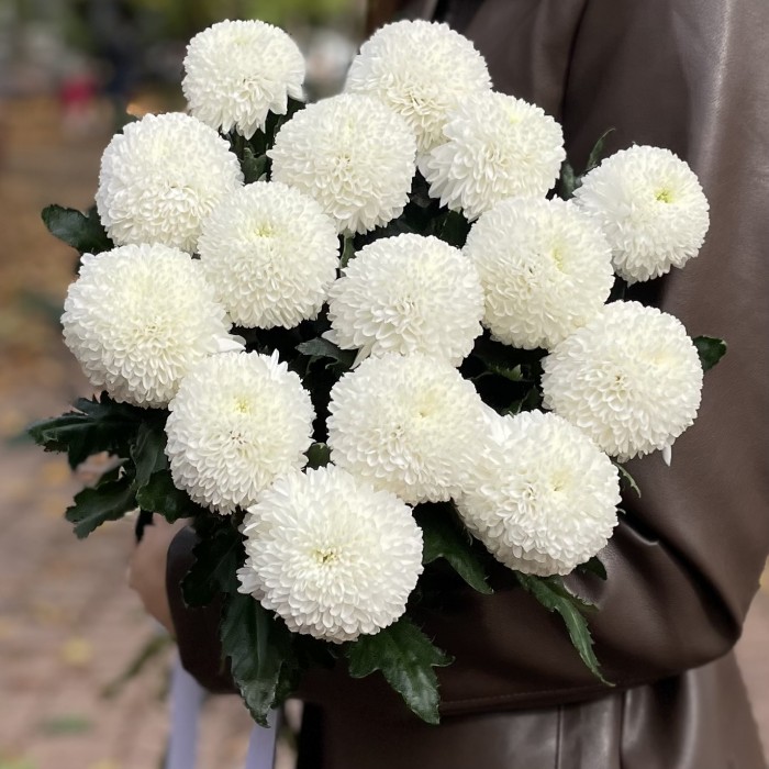 Белые хризантемы Помпон Супербоул