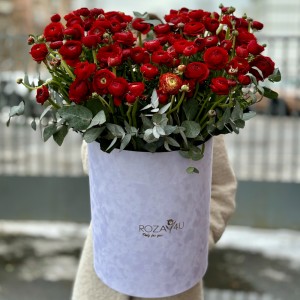 Большая композиция из красных ранункулюсов в коробке