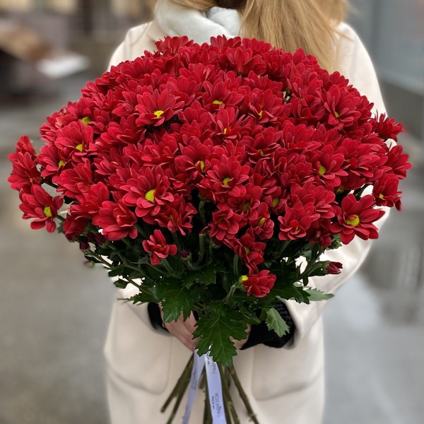 Бордовая кустовая хризантема Бакарди