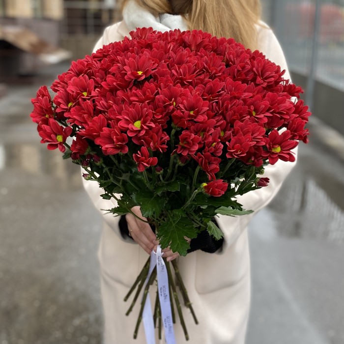 Бордовая кустовая хризантема Бакарди