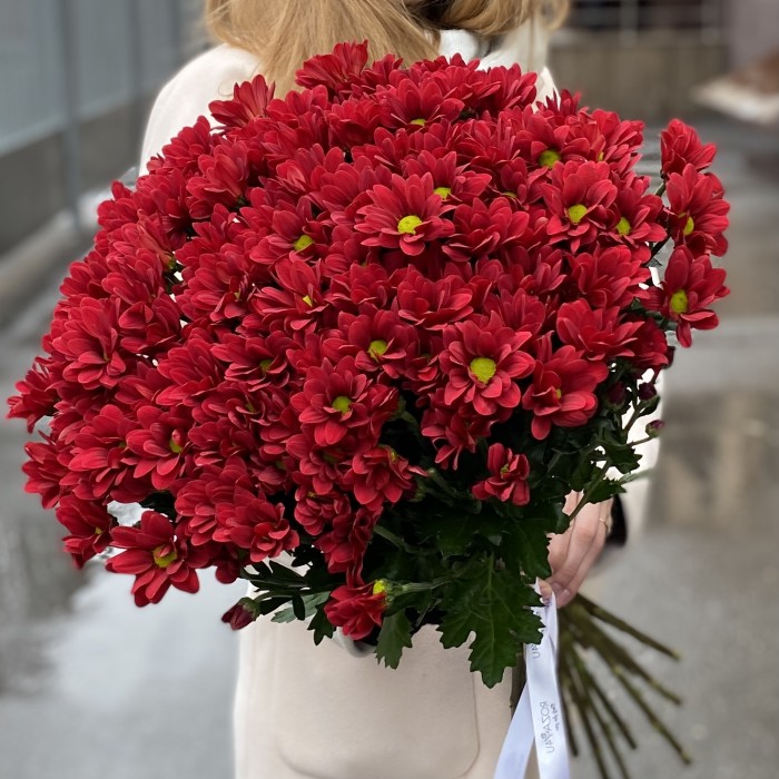 Бордовая кустовая хризантема Бакарди