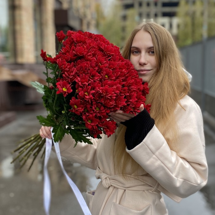 Бордовая кустовая хризантема Бакарди