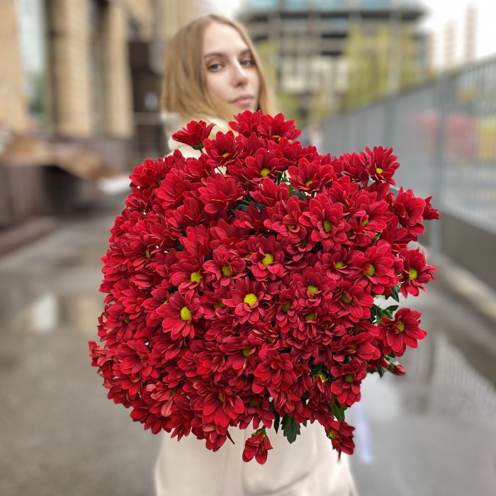 Бордовая кустовая хризантема Бакарди