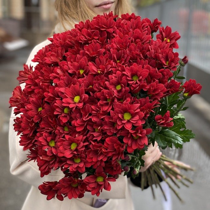 Бордовая кустовая хризантема Бакарди