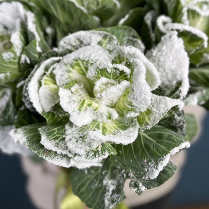 Брассика в снегу