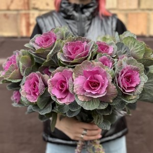 Брассика кустовая Светлана